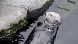 monterey sea otter 1