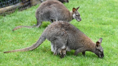 Wallabies in a French zoo. Wallabies are native to Australia and commonly found across the country.
