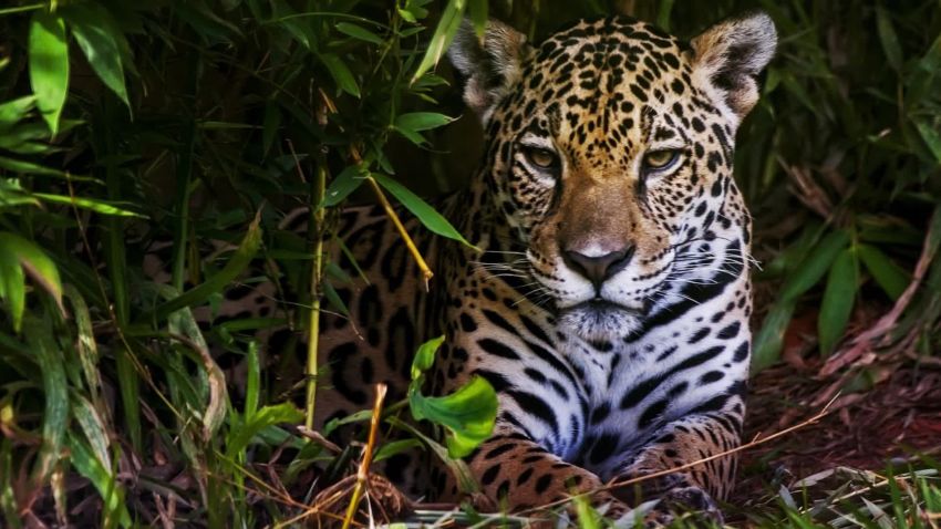 amazon rainforest jaguar