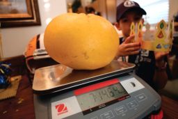 Louisiana state officials weighed and measured the grapefruit when it was picked in January.
