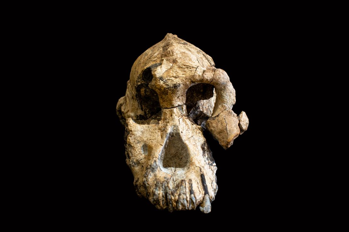 The amanensis skull.