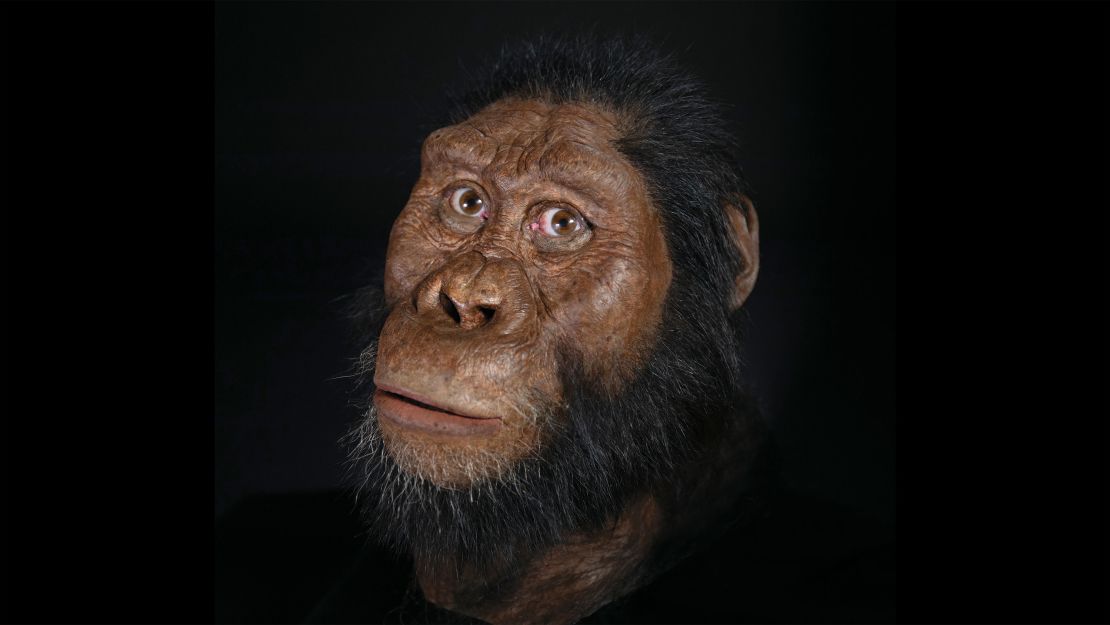 A facial reconstruction of amanensis.