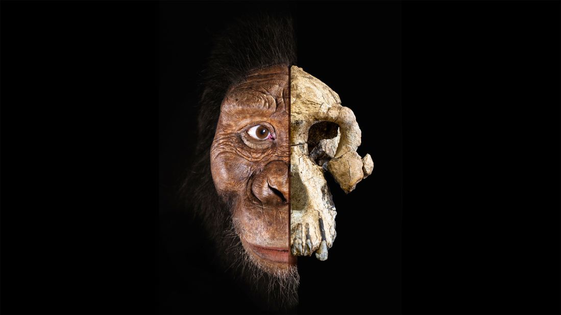 A complete skull belong to an early human ancestor has been recovered in Ethiopia. A composite of the 3.8 million-year-old cranium of Australopithecus anamensis is seen here alongside a facial reconstruction.