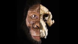A composite of the 3.8 million-year-old cranium of Australopithecus anamensis and its facial morphology reconstruction.