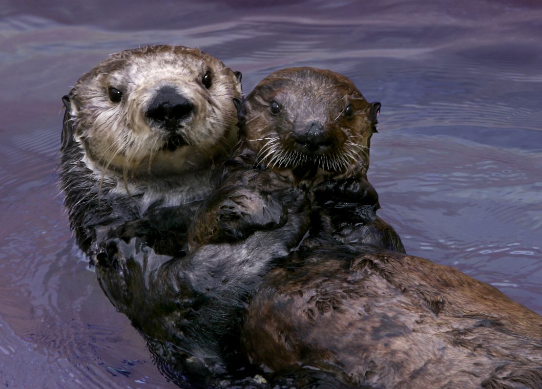Sea otters act as surrogate moms to orphaned pups at the Monterey Bay Aquarium. 