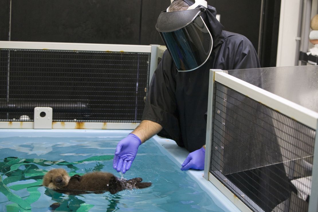 Caregivers wear "Darth Vader" suits while caring for sea otter pups.