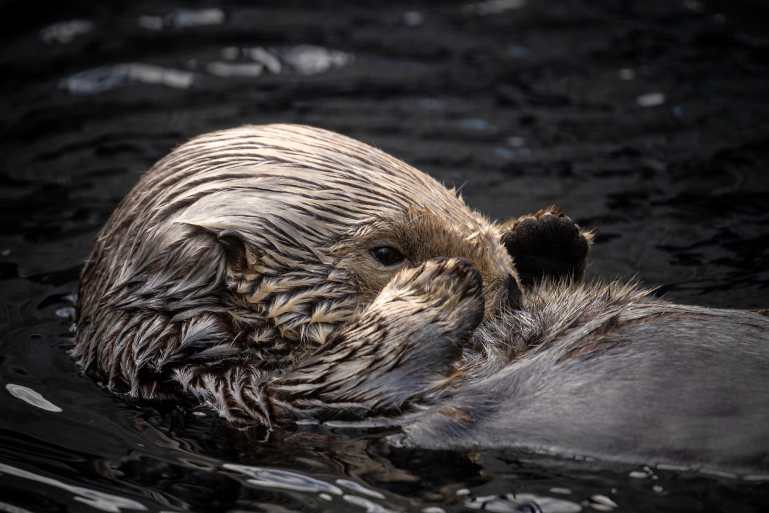 These sea otters adopt orphaned pups and raise them to be wild