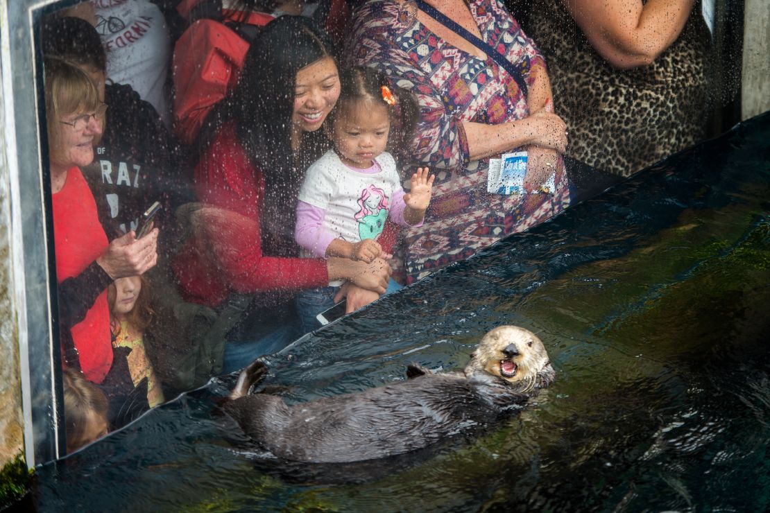 Southern sea otter Rosa charms aquarium guests.