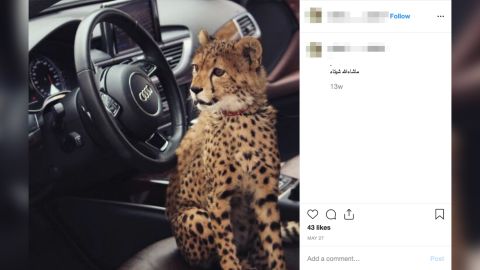 01 cheetah trafficking