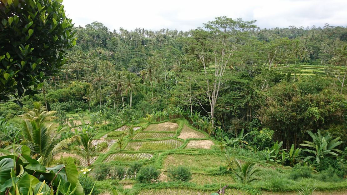 Human transformation of slopes for rice farming, in Ubud, Bali.