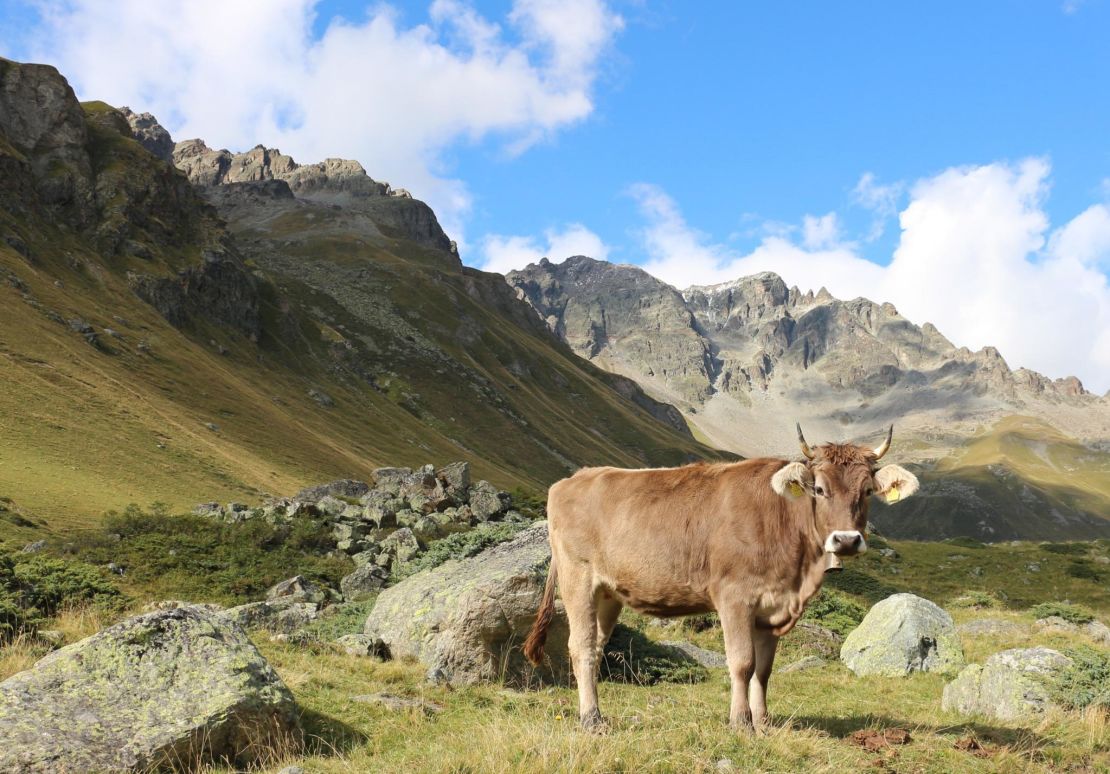 Seasonal grazing of herds at high altitudes is still practiced in many parts of the world, seen
here in the Italian Alps.