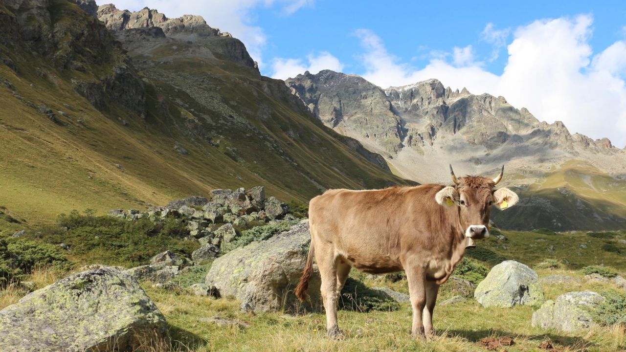 Seasonal grazing of herds at high altitudes is still practiced in many parts of the world, seen
here in the Italian Alps.