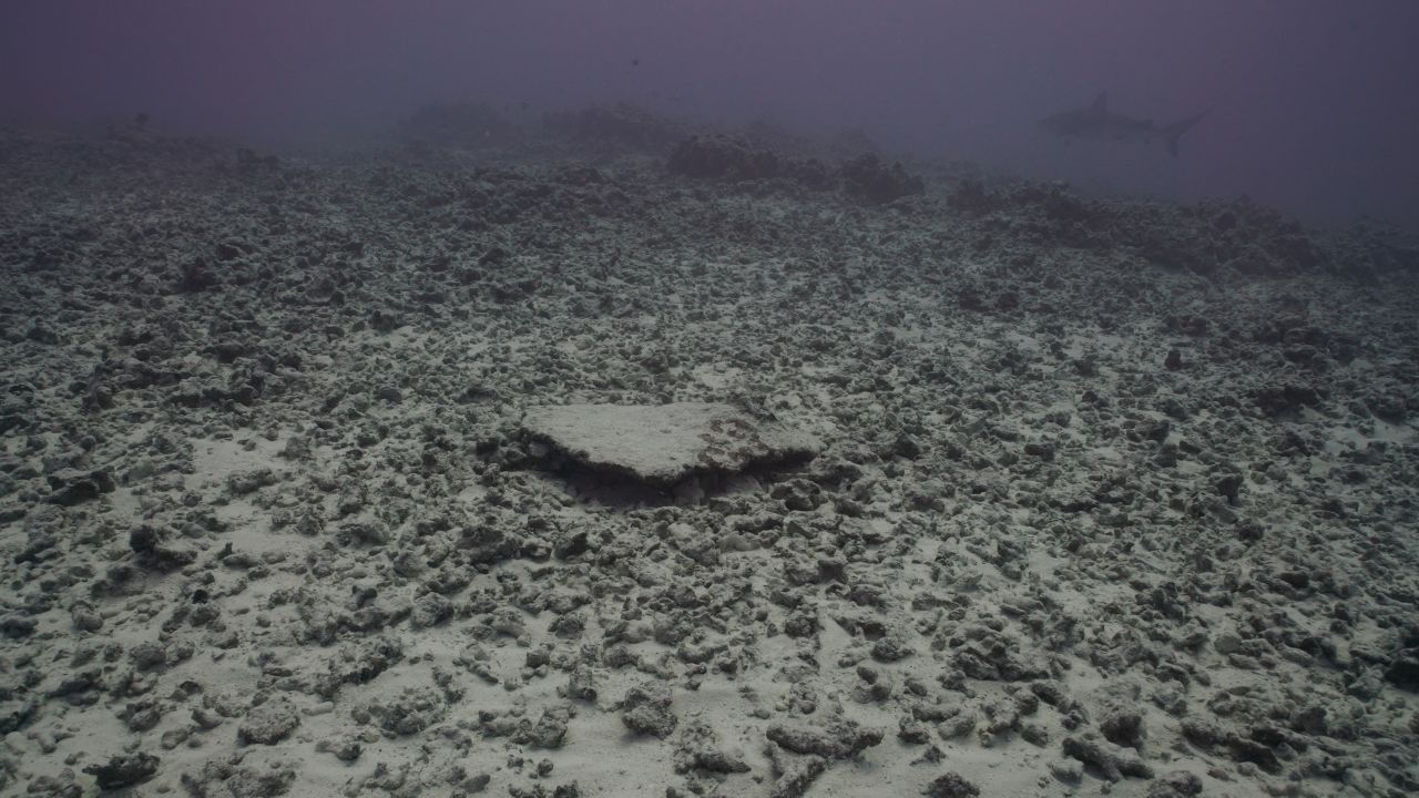 Rapture Reef after Hurricane Walaka in 2018