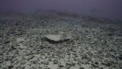 Rapture Reef after Hurricane Walaka in 2018