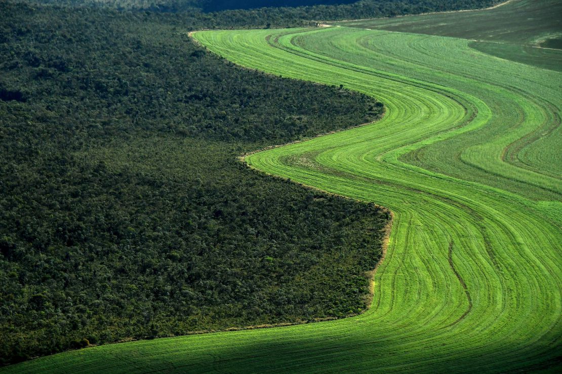 Native Cerrado is being cleared to make way for agriculture.