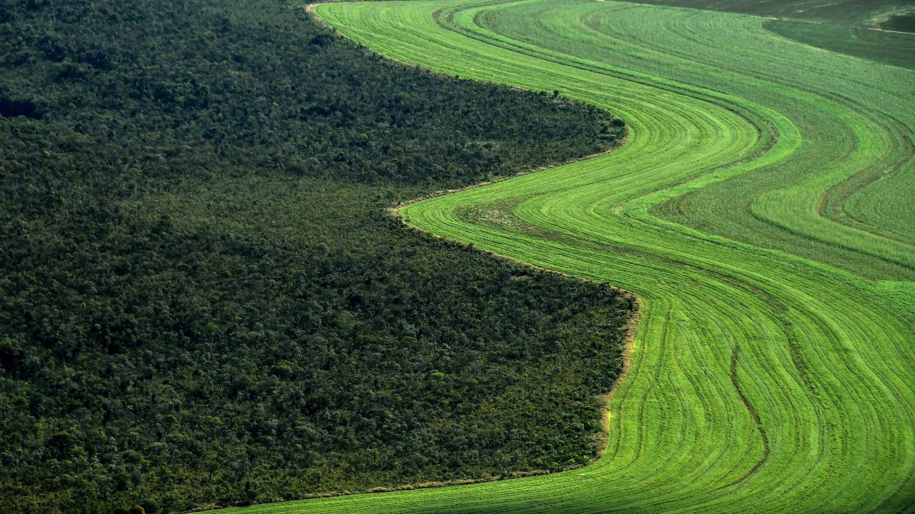 Native Cerrado is being cleared to make way for agriculture.