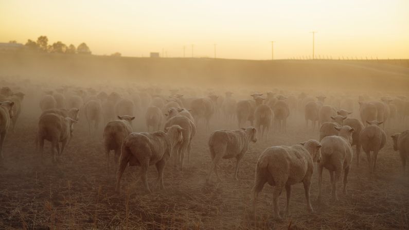 Sheep graze in the dry, dusty fields of Farmersville, California. "This image was made in 2014 while working on a short film about the ongoing drought in California," photographer <a href="index.php?page=&url=https%3A%2F%2Fedkashi.com%2F" target="_blank" target="_blank">Ed Kashi </a>said. "Tens of thousands of acres of arable land was turning to dust, massive orchards were being ripped out due to a lack of irrigation water, and farmers and ranchers who for generations had worked this land were wondering if their way of life was sustainable." Intense droughts like the one that plagued California this decade are <a href="index.php?page=&url=https%3A%2F%2Fadvances.sciencemag.org%2Fcontent%2F1%2F1%2Fe1400082" target="_blank" target="_blank">becoming more likely due to global warming.</a>