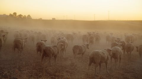 Sheep graze in the dry, dusty fields of Farmersville, California. "This image was made in 2014 while working on a short film about the ongoing drought in California," photographer <a href="https://edkashi.com/" target="_blank" target="_blank">Ed Kashi </a>said. "Tens of thousands of acres of arable land was turning to dust, massive orchards were being ripped out due to a lack of irrigation water, and farmers and ranchers who for generations had worked this land were wondering if their way of life was sustainable." Intense droughts like the one that plagued California this decade are <a href="https://advances.sciencemag.org/content/1/1/e1400082" target="_blank" target="_blank">becoming more likely due to global warming.</a>