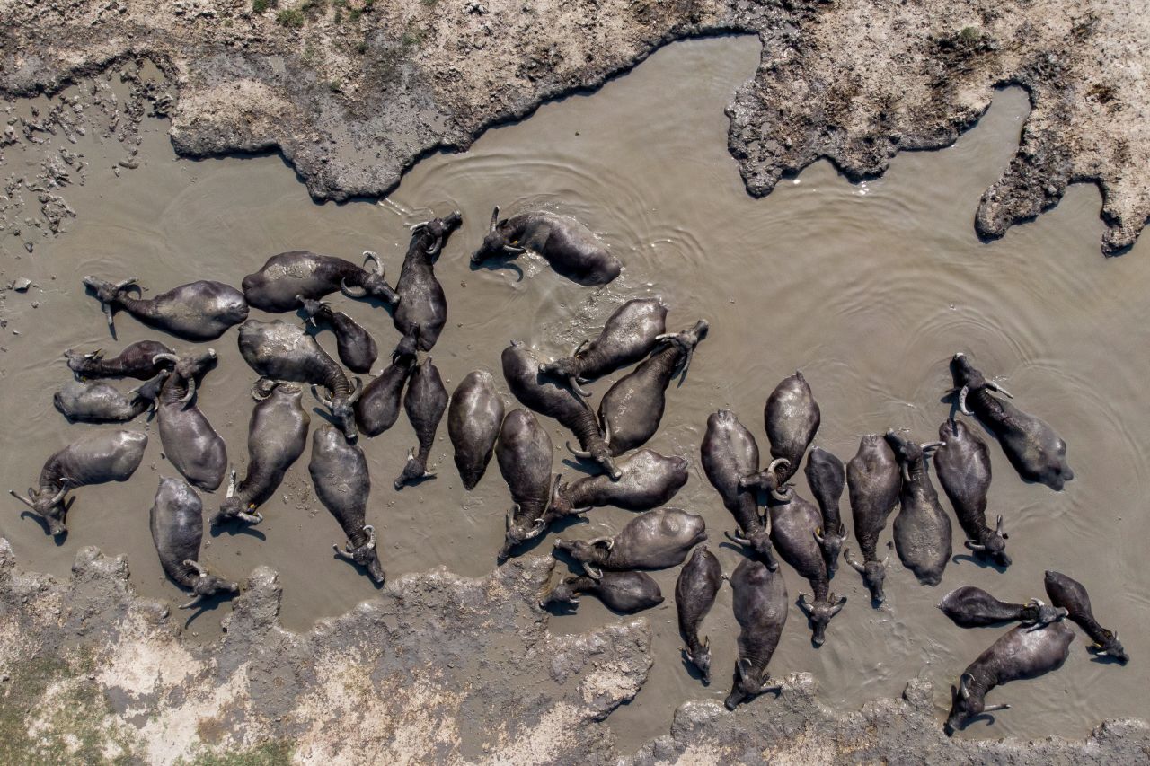 Water Buffalos cool themselves in a pond in Hortobagy, Hungary, on Friday, August 23.