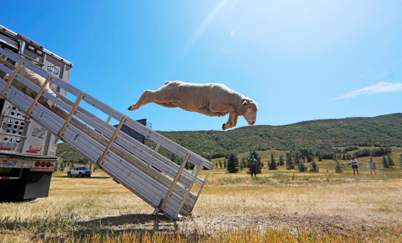 A sheep leaps from a truck on Wednesday, August 28, prior to the annual Soldier Hollow Classic Sheepdog Championship in Midway, Utah.