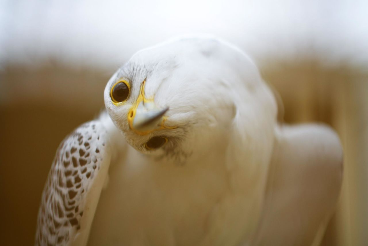 A falcon cocks its head at the Nebli Falcon Center in Fuenstespina, Spain, on August 25.