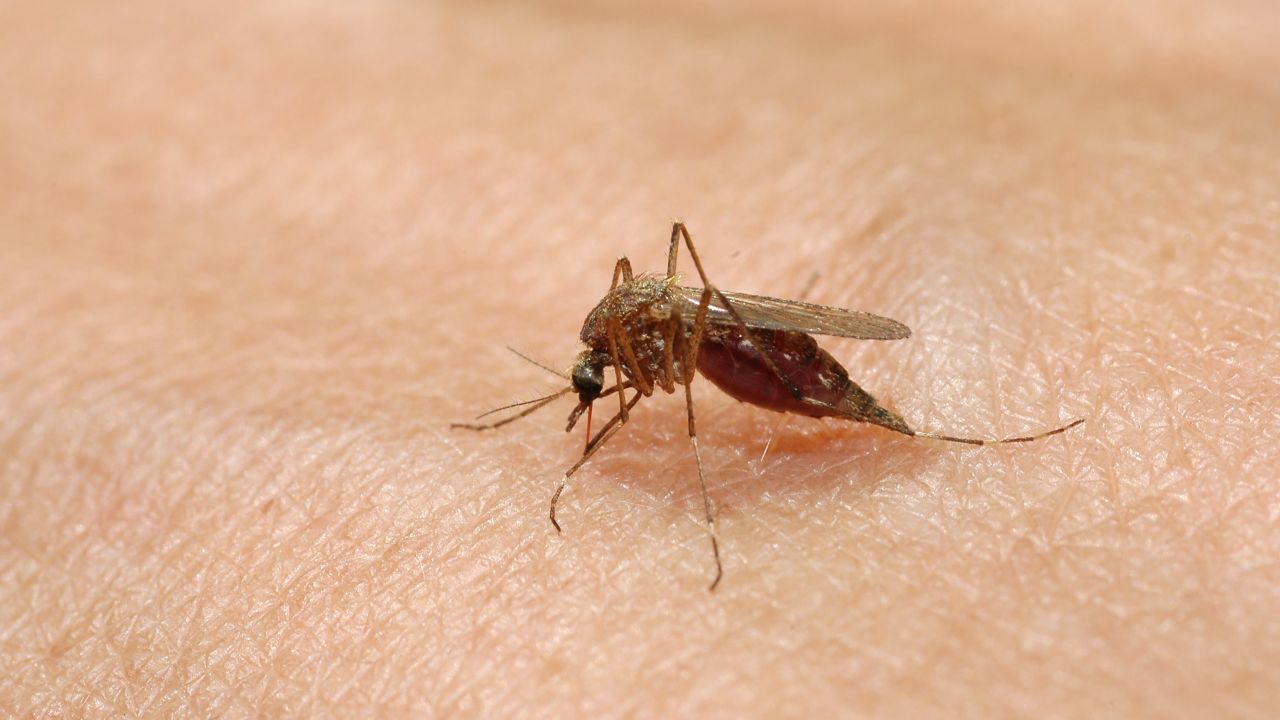 Seven cases of EEE have now been confirmed in Massachusetts. 