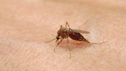 mosquito Massachusetts STOCK