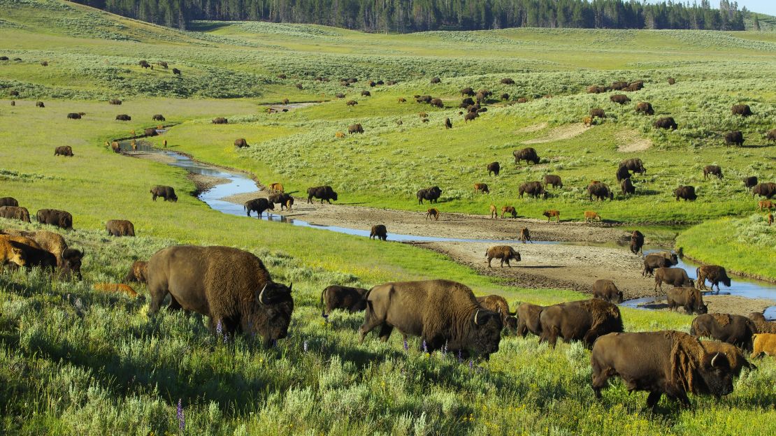 A herd of bison gather in the Hayden Valley at Yellowstone National park.