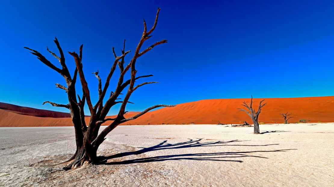 Dead remains of an acacia tree provide a stark image at Namib-Naukluft National Park.