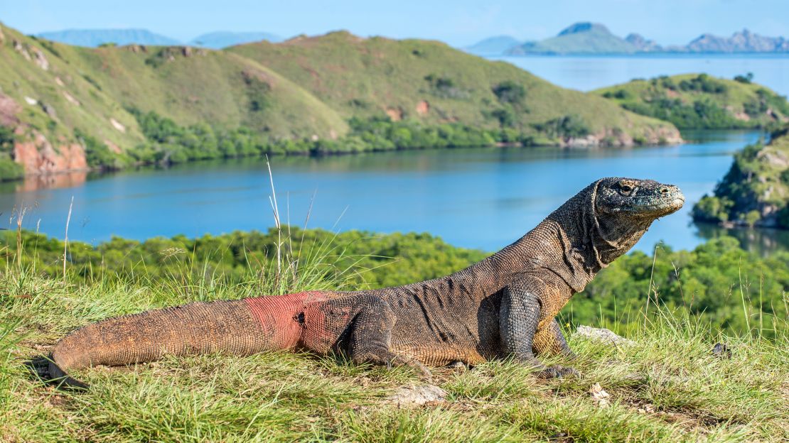 Komodo Island will close to visitors in 2020 to protect its most famous residents.