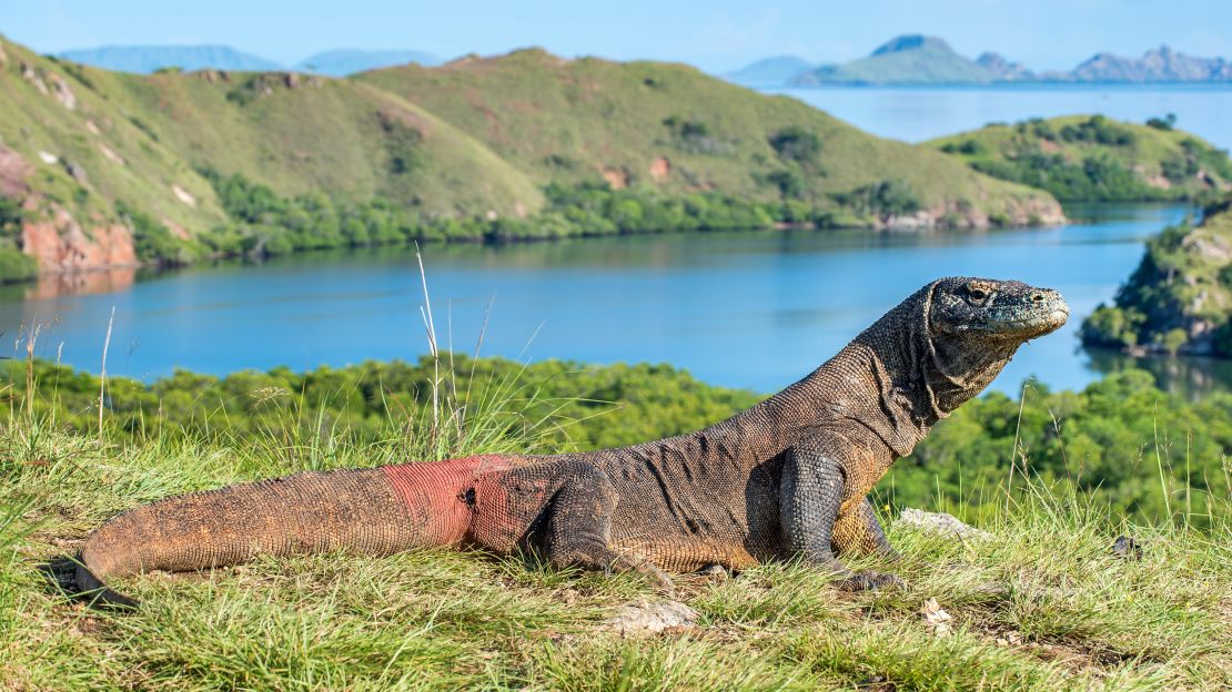 Komodo Island will close to visitors in 2020 to protect its most famous residents. 