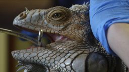 The iguana that was found shot with five arrows in Plantation is prepared for emergency surgery, Wednesday, Jan. 17, 2018, at the South Florida Wildlife Center in Fort Lauderdale. The iguana was affectionately nicknamed Godzilla by the staff because of its size.  (Joe Cavaretta /South Florida Sun-Sentinel via AP)