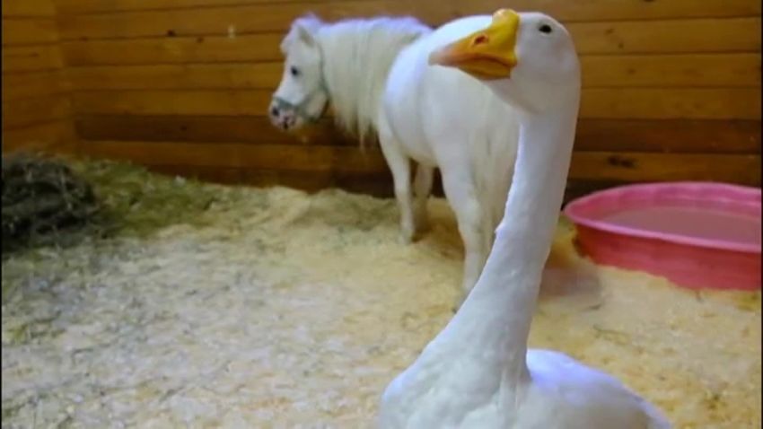 miniature horse farm goose odd couple pkg vpx_00005001.jpg