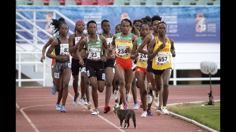 A cat walks on to the track during the 5000m Women's Final at the 12th edition of the African Games in Rabat, Morocco, on August 26.