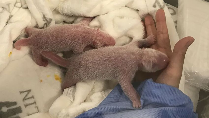 Germany's first panda cubs are born at Zoo Berlin