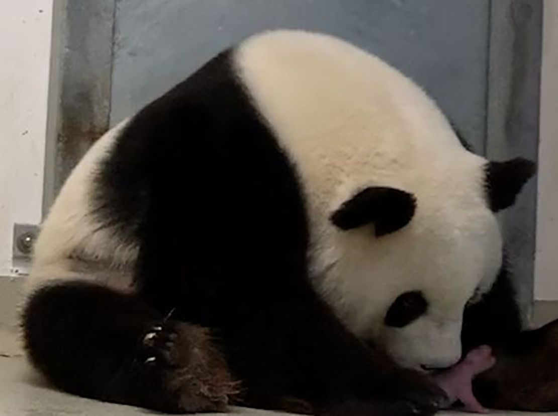 First Fully Albino Giant Panda Filmed In Chinese Fore - vrogue.co