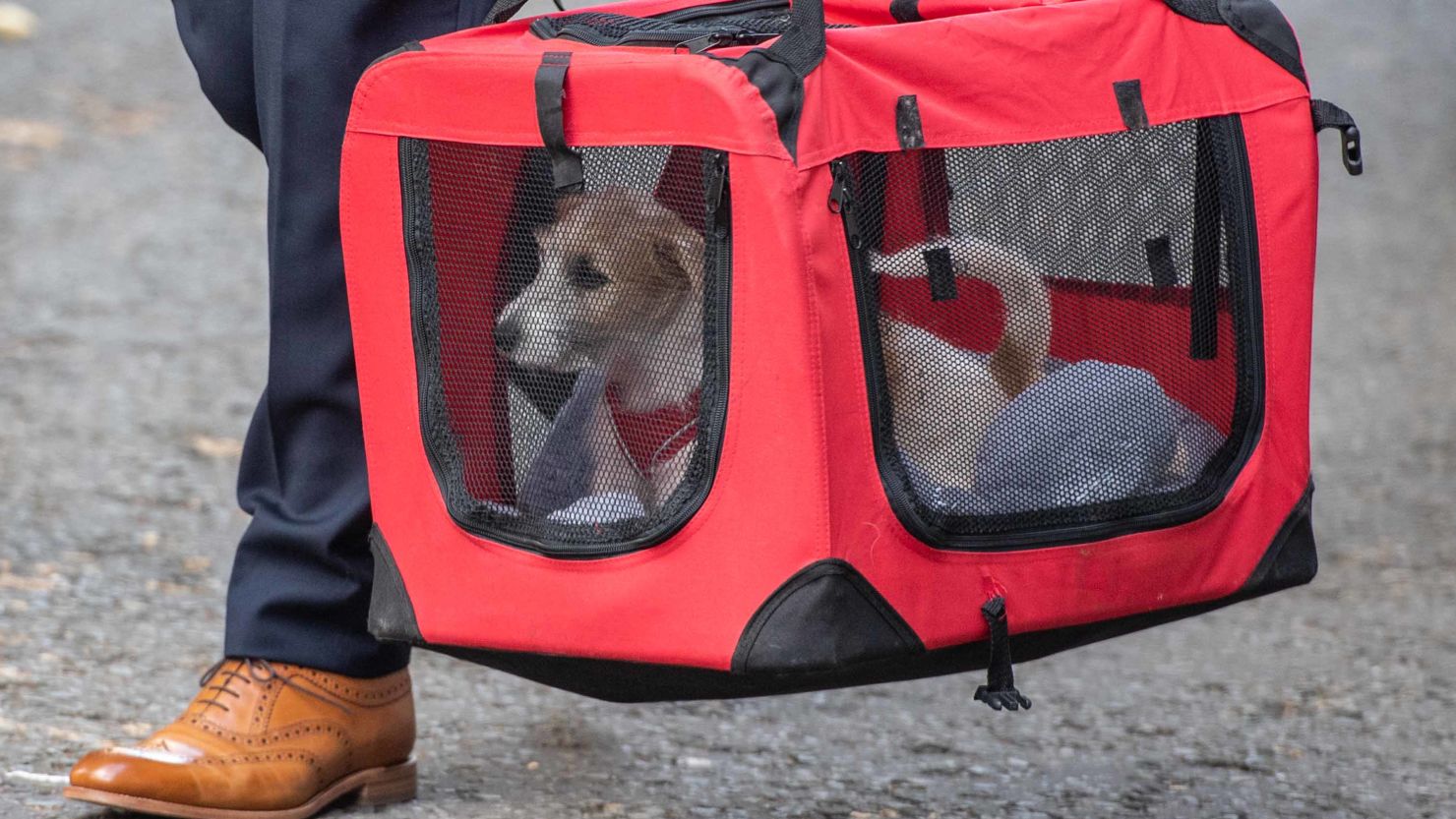 The new Downing Street dog arrives at Number 10.