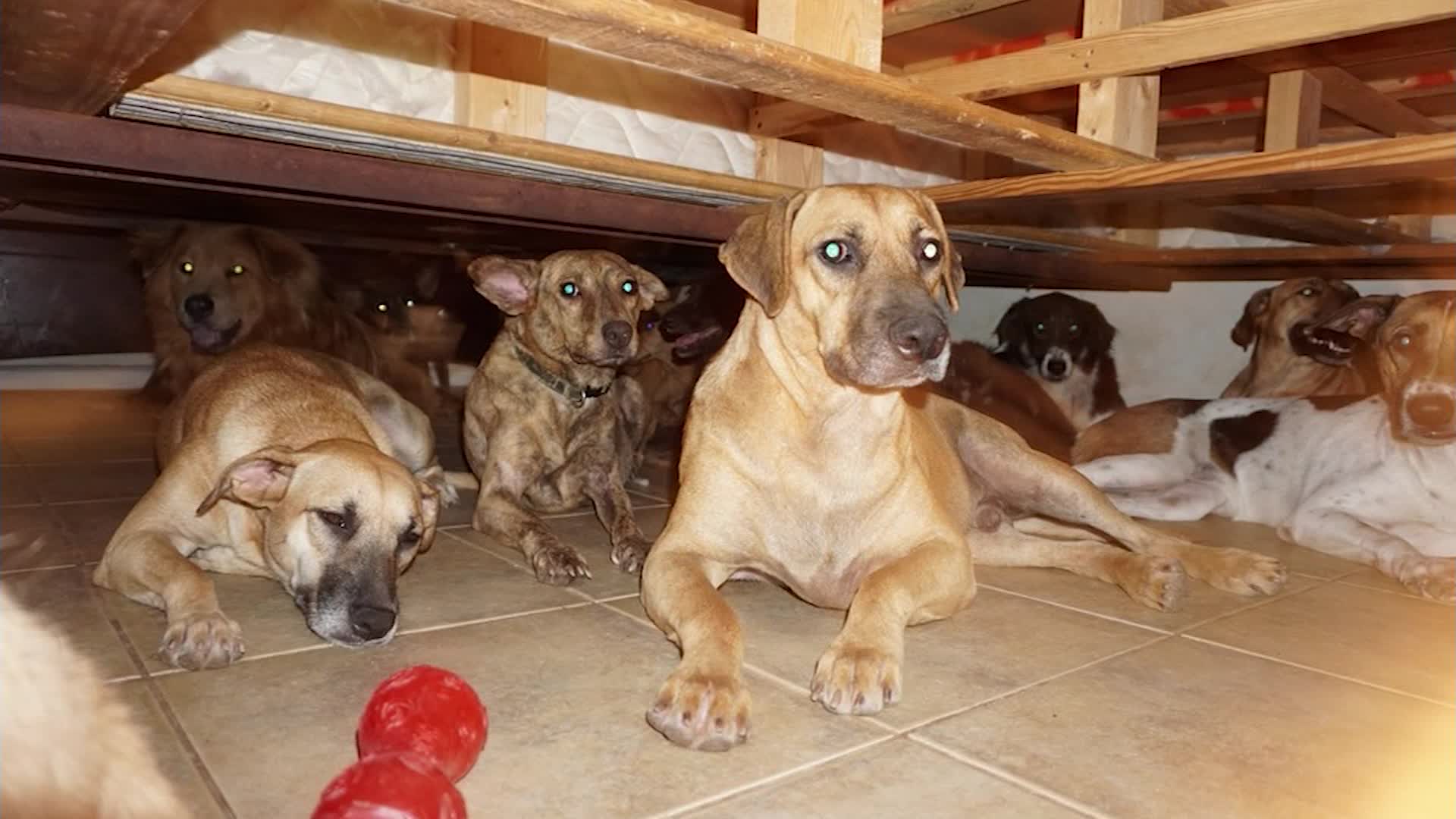 can dogs find their way home after a storm