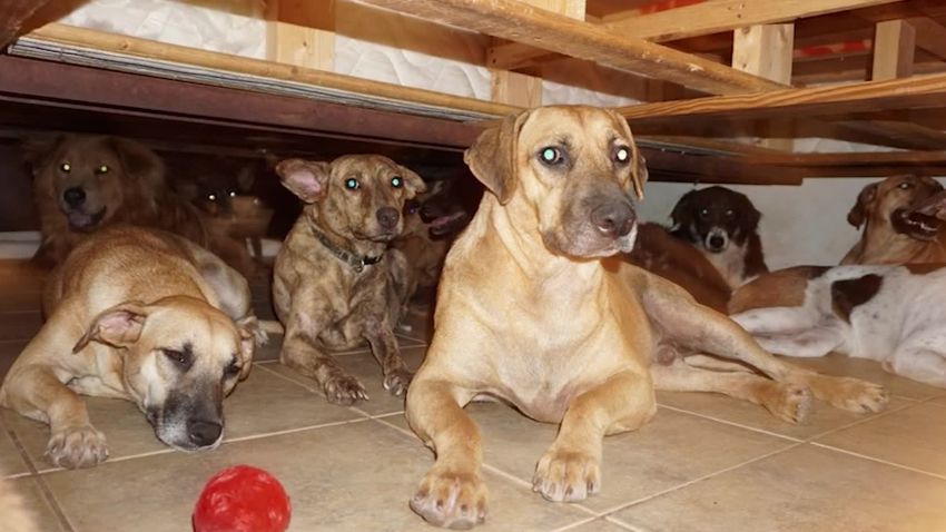 Woman rescues 97 dogs in Bahamas due to Hurricane Dorian