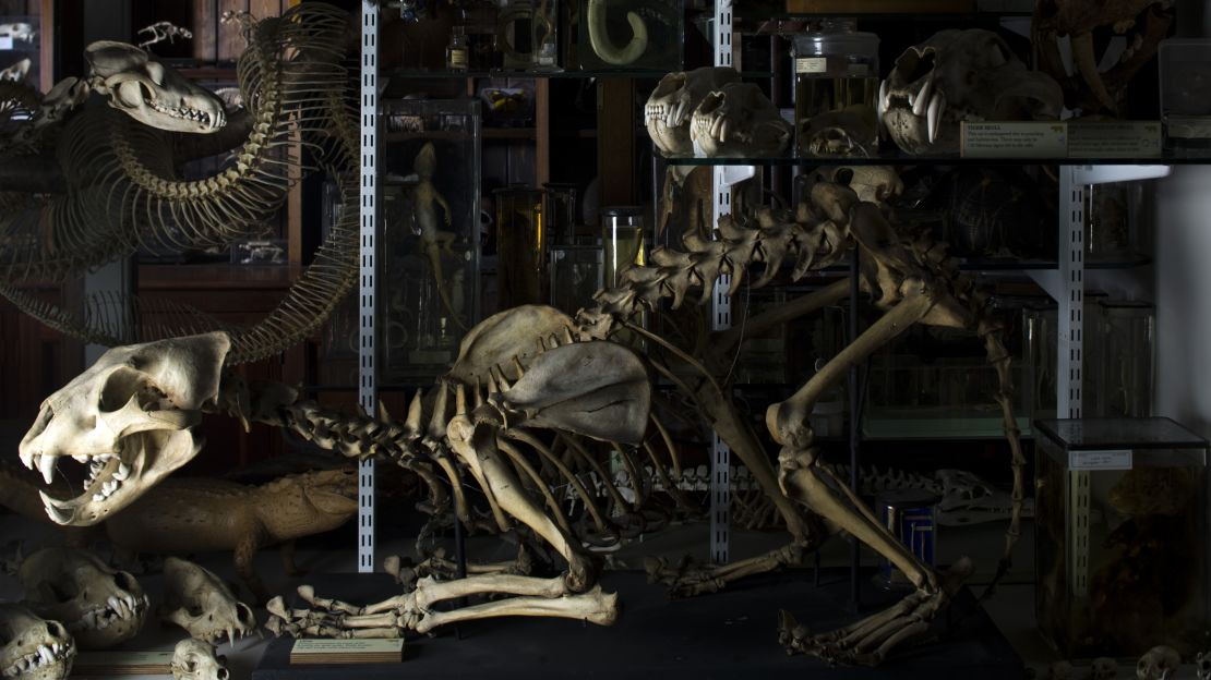 Displaying sometimes-freakish animal models and remains, the Grant Museum of Zoology is a brilliant cabinet of curiosities.