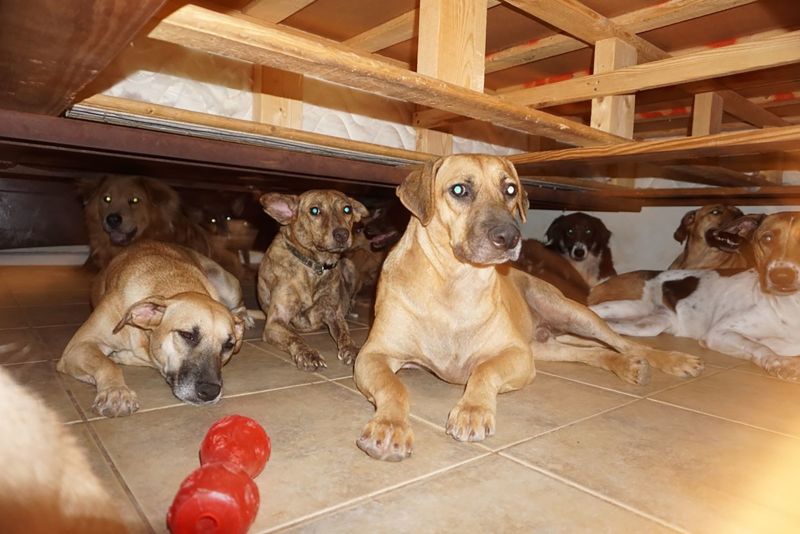 Bahamian woman homes 97 dogs to save them from Dorian