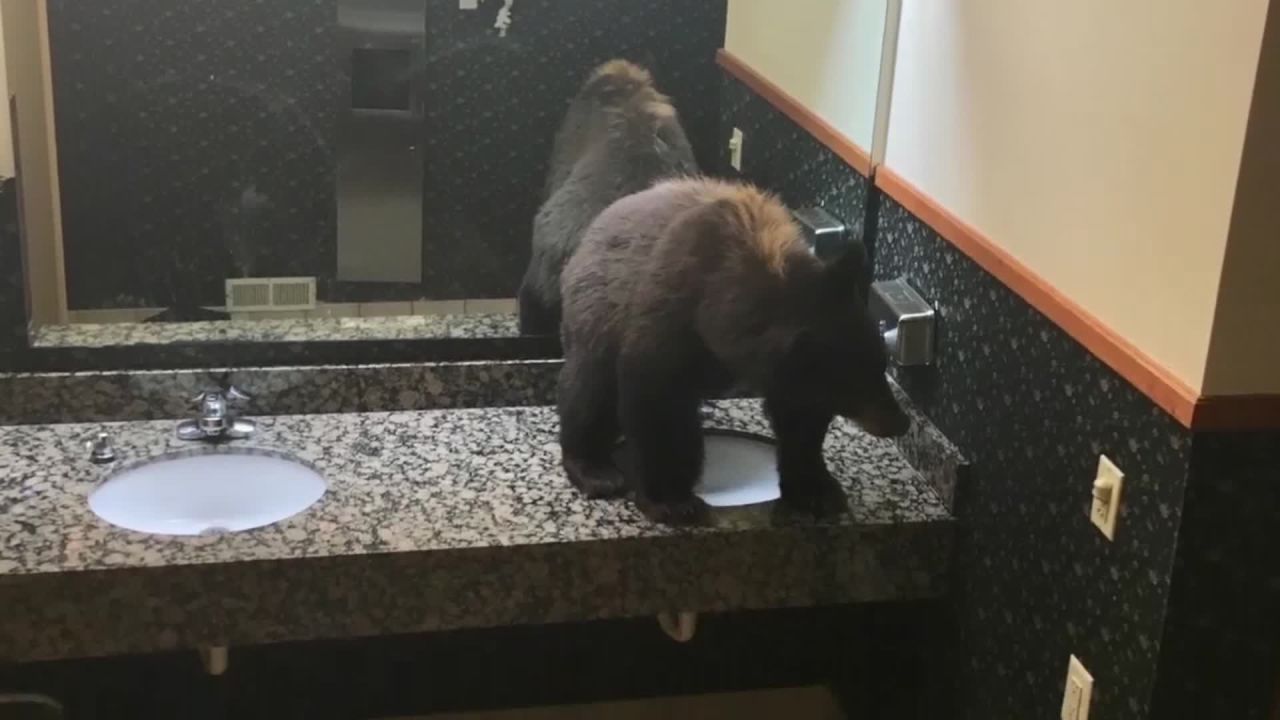 The young bear didn't seem fazed by its surroundings.