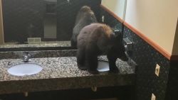 Guests at a Montana Lodge were met with an unexpected visitor, after a black bear was found in the women's bathroom. In an astonishing video shared by the Bucks T-4 Lodge in Big Sky, hotel workers were shocked to encounter the young black bear resting atop the bathroom countertop, seemingly un-fazed by the all-but-ordinary setting.