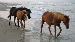 Wild horses walking on the beach of the Outer Banks