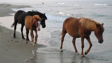 Wild horses walking on the beach of the Outer Banks in North Carolina. 