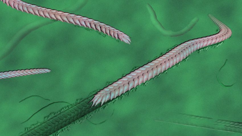01 550 million year old worm evolution scn trnd