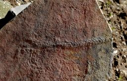 The track left by the spiky Yiling bug indicates that as early as 550 million years ago, animals could move on their own and make decisions. 