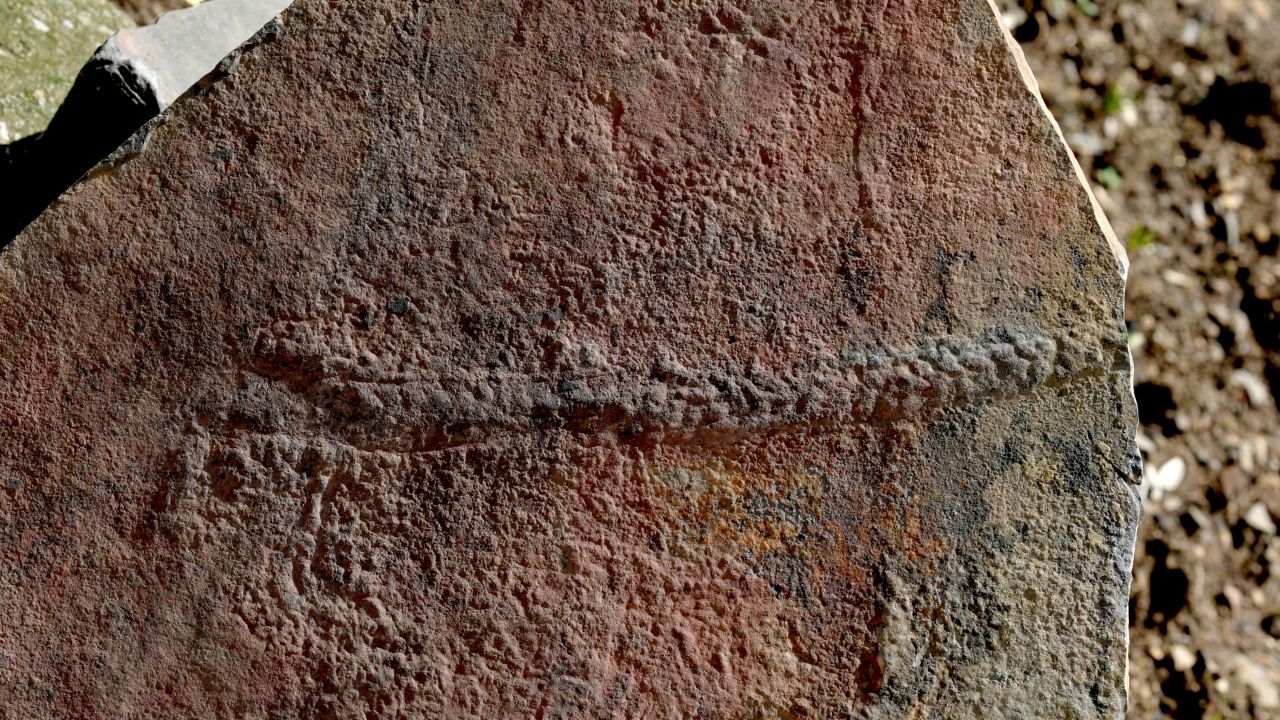 The track left by the spiky Yiling bug indicates that as early as 550 million years ago, animals could move on their own and make decisions.