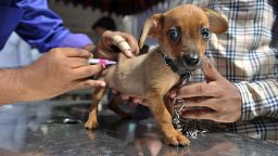 British vets are concerned about the dramatic drop in pet vaccination levels.   (Photo credit should read NOAH SEELAM/AFP/Getty Images) 