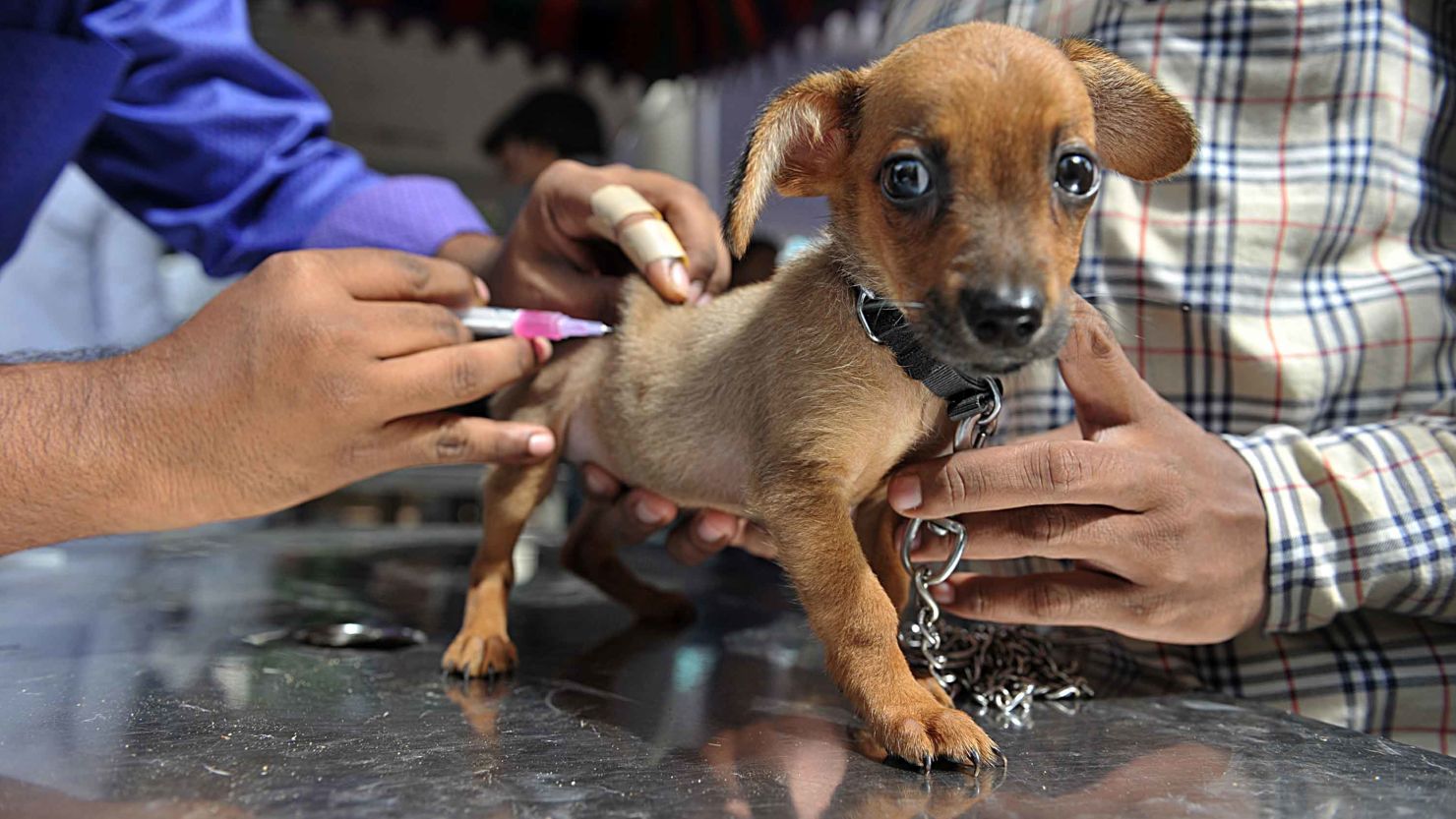 British vets are concerned about a dramatic drop in pet vaccination levels.  